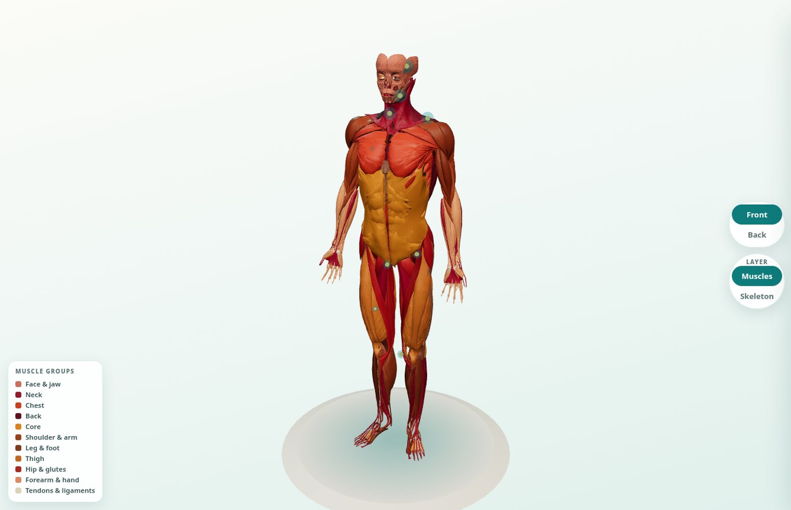 The interactive 3D body at Sunshine Chiropractic — tap a spot to explore the anatomy underneath